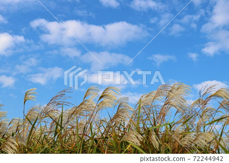 Japanese pampas grass fluttering in the wind, riverbed Watarase scenery Japanese pampas grass fluttering in the wind, riverbed Watarase scenery 72244942