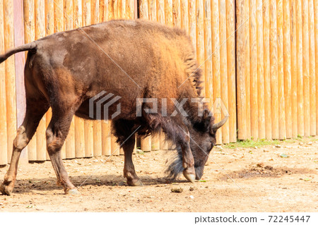 European bison (Bison bonasus), also known as wisent, auroch in a paddock at farmyard 72245447