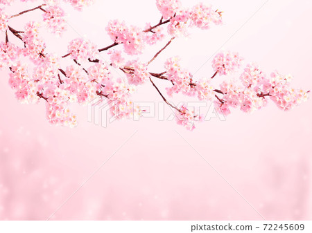 Beautiful magic spring scene with sakura flowers Beautiful magic spring scene with sakura flowers 72245609