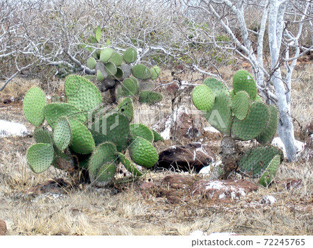 Galapagos prickly pear Galapagos prickly pear 72245765