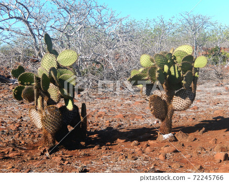 Galapagos prickly pear Galapagos prickly pear 72245766