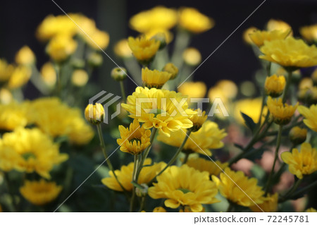 Chrysanthemum   72245781