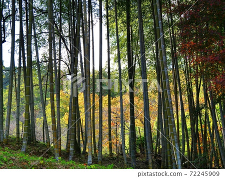 京都S峨野鳥居竹林和楓樹(初冬葛野野旁寺附近) 京都S峨野鳥居竹林和楓樹(初冬葛野野旁寺附近) 72245909