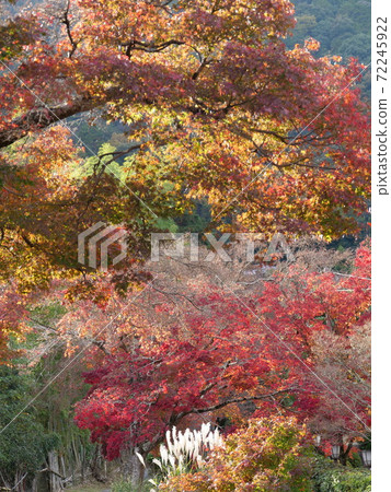 Maple and Japanese pampas grass near Sagano Ogura Ryo, Kyoto (Mt. Ogura, early winter) Maple and Japanese pampas grass near Sagano Ogura Ryo, Kyoto (Mt. Ogura, early winter) 72245922