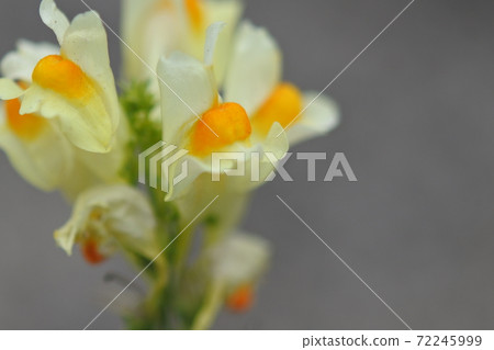Yellow toadflax The base of the raised flower is orange Flower spikes 72245999
