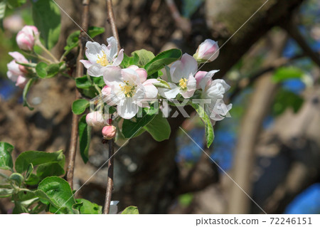 Branches of blooming apple tree in a spring orchard. Branches of blooming apple tree in a spring orchard. 72246151