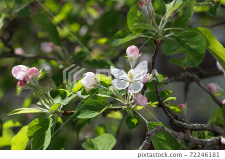 Branches of blooming apple tree in a spring orchard. Branches of blooming apple tree in a spring orchard. 72246181