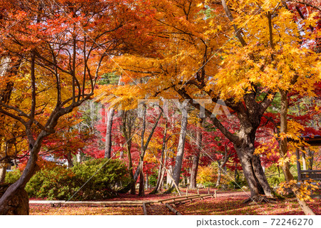 Autumn leaves in the Japanese garden 72246270
