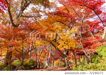 Autumn leaves in the Japanese garden Autumn leaves in the Japanese garden 72246271