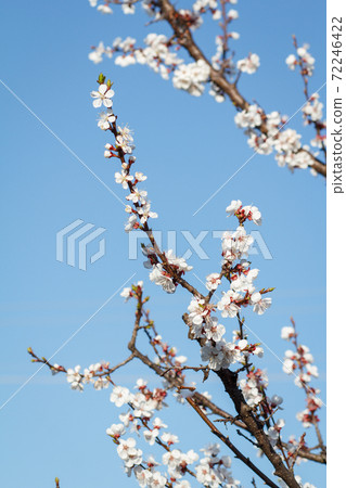 Branch of apricot tree in the period of spring flowering. Branch of apricot tree in the period of spring flowering. 72246422