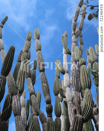 Galapagos prickly pear 72246459