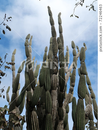 Galapagos prickly pear Galapagos prickly pear 72246463