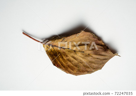One dead leaf (white background) 72247035