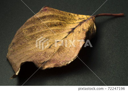 Dead leaves (black background) Dead leaves (black background) 72247196