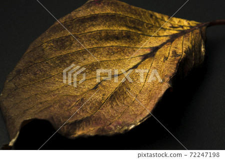 Dead leaves (black background) Dead leaves (black background) 72247198