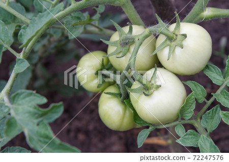 Unripe green tomatoes growing on bush in the garden. 72247576