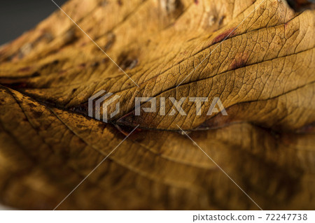 Close-up of dead leaves 72247738