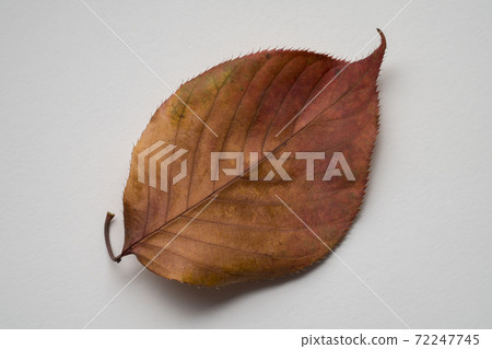 Dead leaves (white background) 72247745