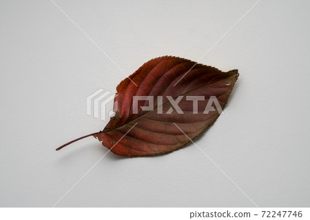 Dead leaves (white background) 72247746