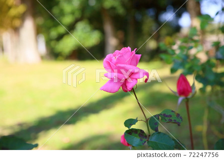玫瑰花Yoshihisa 玫瑰花Yoshihisa 72247756