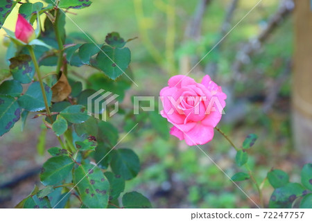 玫瑰花Yoshihisa 玫瑰花Yoshihisa 72247757