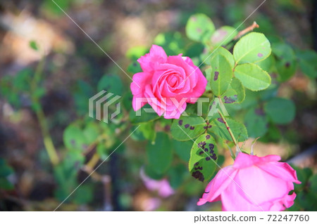 玫瑰花Yoshihisa 玫瑰花Yoshihisa 72247760
