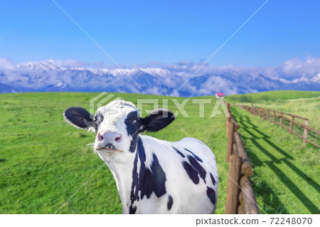 小牛看著相機反對藍藍的天空和山脈 72248070