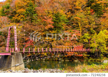 Suspension bridge of autumn leaves 72248238