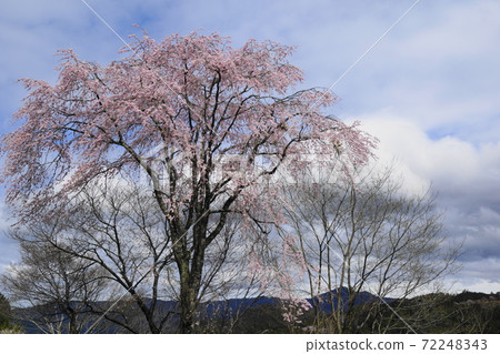 Yoshinoyama Senbonzakura Yoshinoyama Senbonzakura 72248343