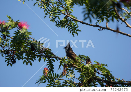 Bird on tree of Pink flower Powder Puff 72248473