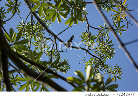 Brown Pigeon sitting on tree Brown Pigeon sitting on tree 72248477