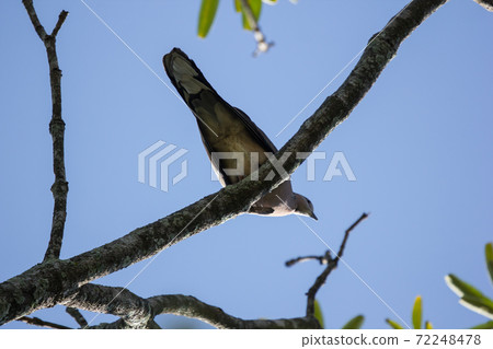 Brown Pigeon sitting on tree 72248478