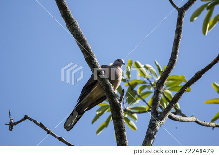 Brown Pigeon sitting on tree Brown Pigeon sitting on tree 72248479