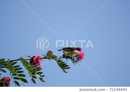 Bird on tree of Pink flower Powder Puff 72248484
