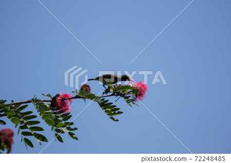 Bird on tree of Pink flower Powder Puff 72248485