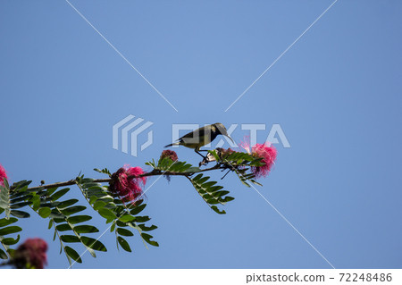 Bird on tree of Pink flower Powder Puff Bird on tree of Pink flower Powder Puff 72248486