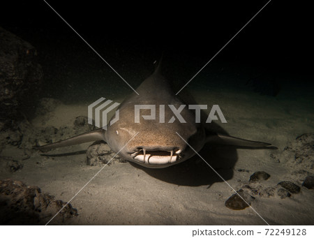 Nurse Shark resting at night on the sand at the bottom of the Indian ocean, in black and white 72249128