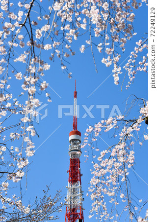 東京塔和櫻花 72249129