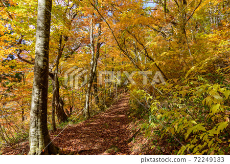 Yellow leaf beech forest 72249183