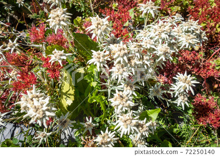 Edelweiss flowers in Vanoise national Park, France Edelweiss flowers in Vanoise national Park, France 72250140