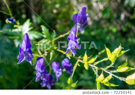 Aconitum variegatum flowers in Vanoise national Park, France 72250141