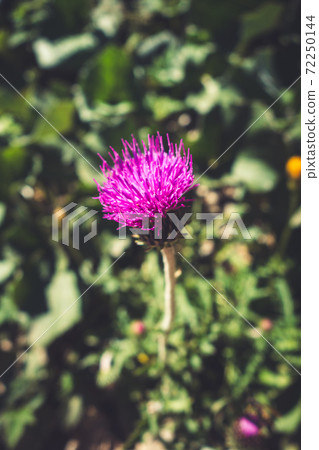 Cirsium flowers in Vanoise national Park, France Cirsium flowers in Vanoise national Park, France 72250144