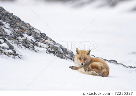 Red fox resting on the snow 72250357