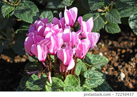 花園仙客來 72250437