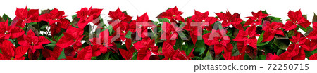 Red poinsettia Christmas flowers horizontal seamless pattern 72250715