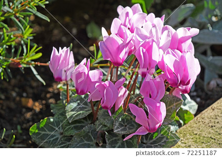 Garden cyclamen 72251187