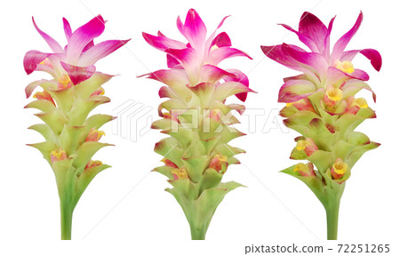 Turmeric flower isolated on white background 72251265