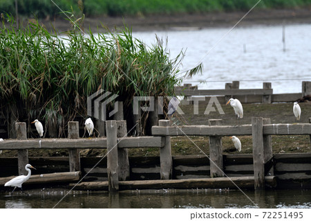 川越市羽沼Sagi羊群 川越市羽沼Sagi羊群 72251495