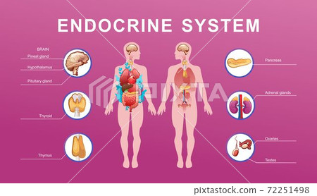 human endocrine system vector illustration human endocrine system vector illustration 72251498