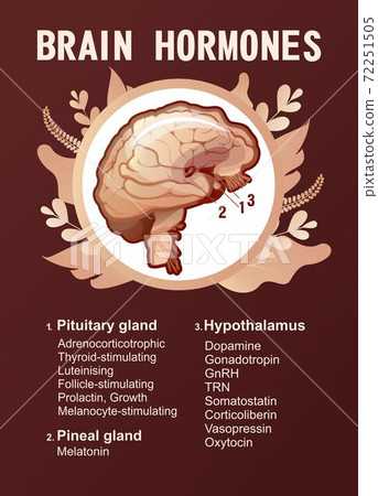 human brain hormones information poster 72251505